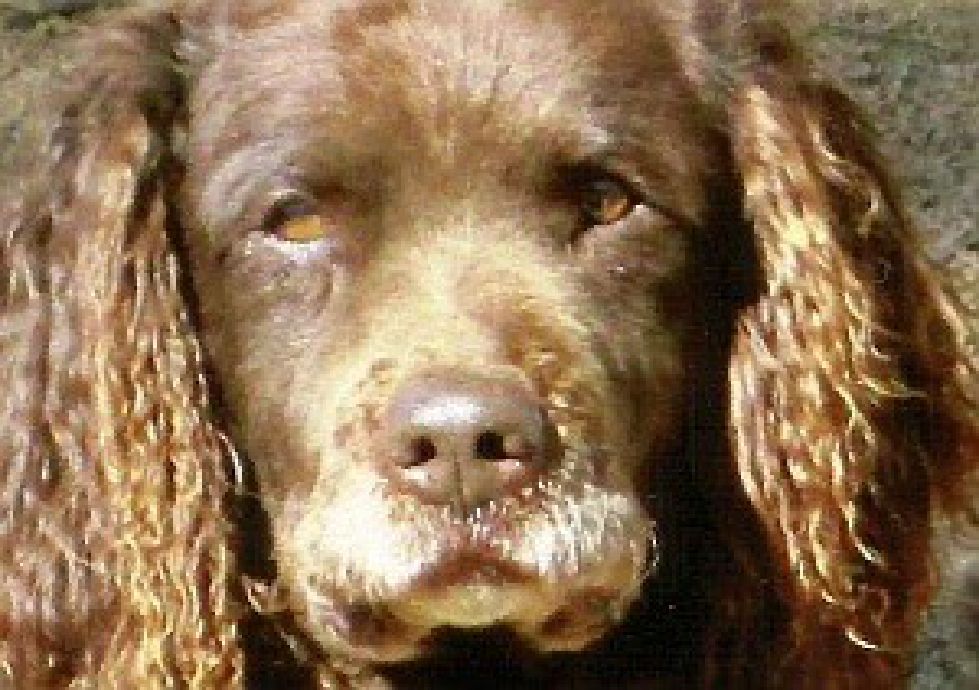 Curlie