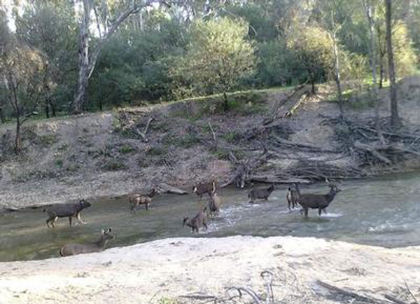 Deer crossing a creek in the bush