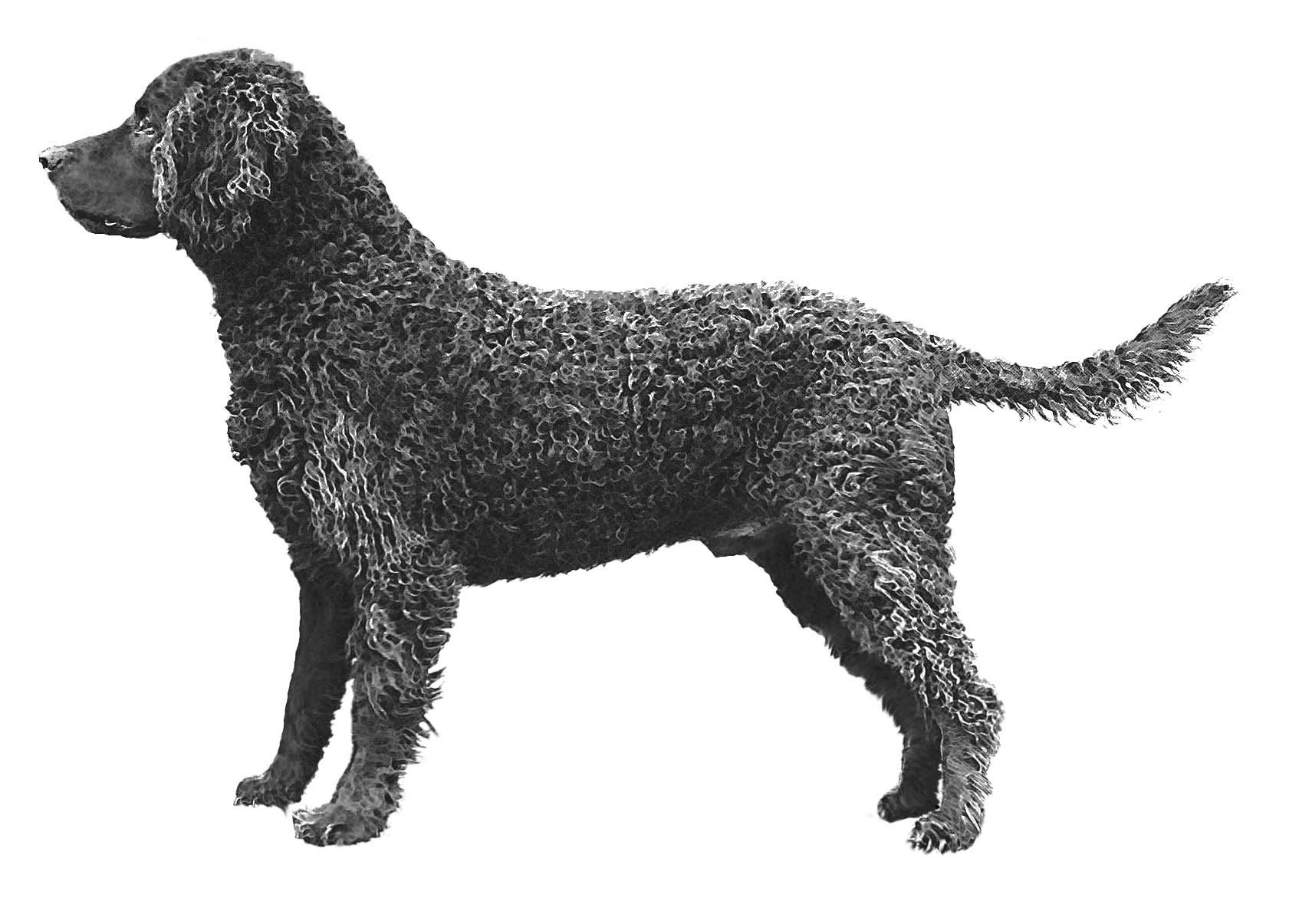 Murray River Retriever Breed Description Murray River Retriever Breed Description