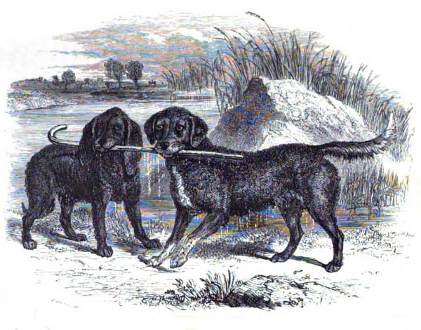 The british and Irish heritage of the Murray River Retriever The british and Irish heritage of the Murray River Retriever