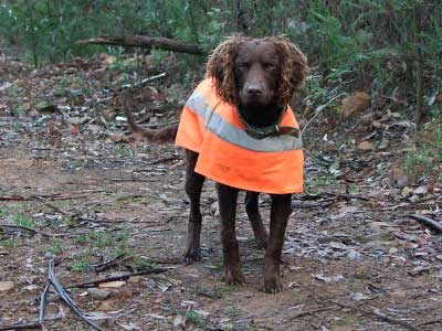 cardell-Jack-2017-murray-river-retrievers Cardell Jack 2017