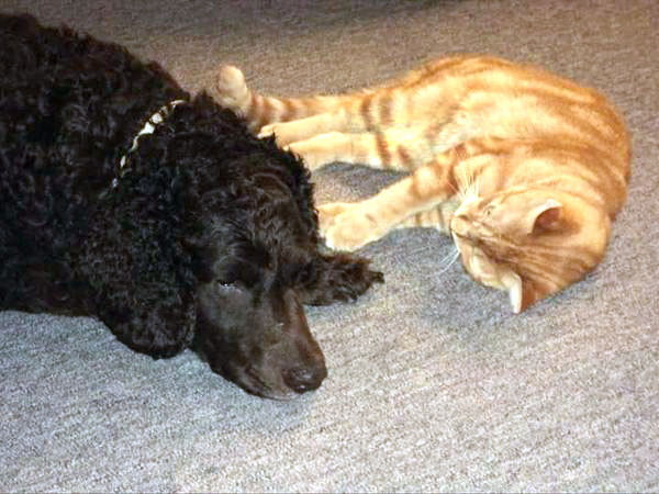 choosing-murray-river-retriever Murray River Retriever Association