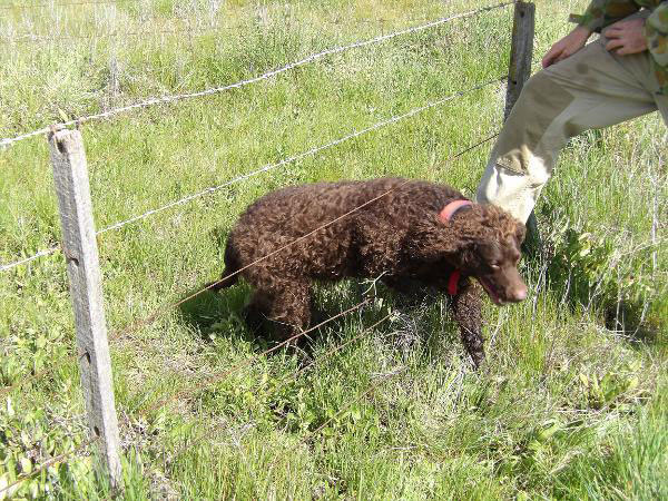 A Murray waiting by a wire fence