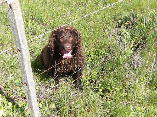 A Murray at a wire fence line