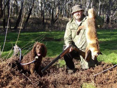 A hunter with his Murray and foxes