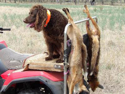 A Murray on a quad bike beside foxes