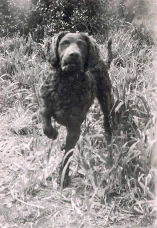 monty-filby-1951-Murray-River-Retreivers Monty Filby 1951