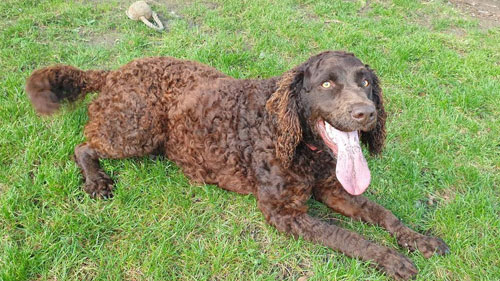 adopt a Murray River Retriever