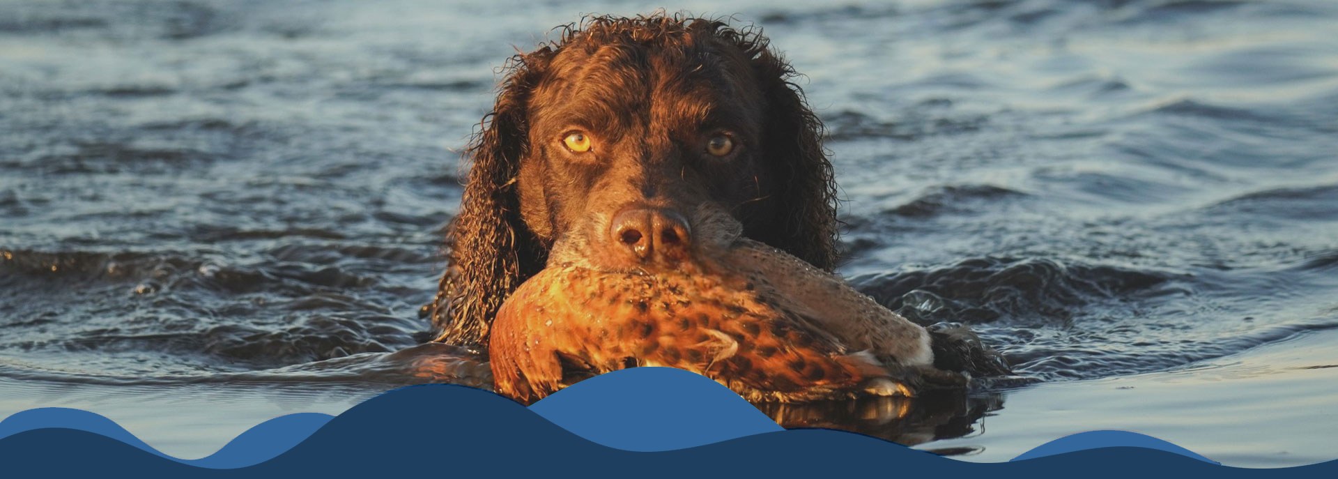 murray river retriever association