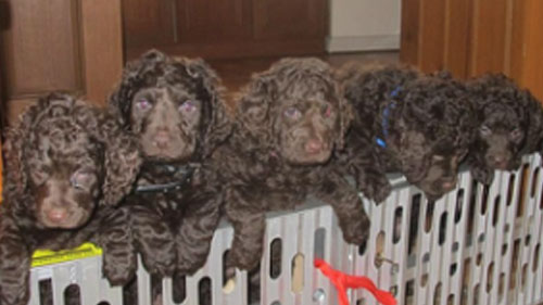 A litter of Murray River Retriever puppies looking over their pen