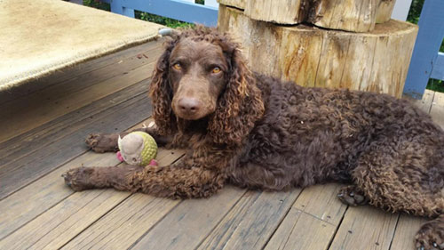 A Murray River Retriever lying on a deck with a toy