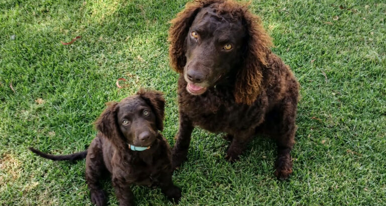 A Murray River Retriever and her puppy on the grass
