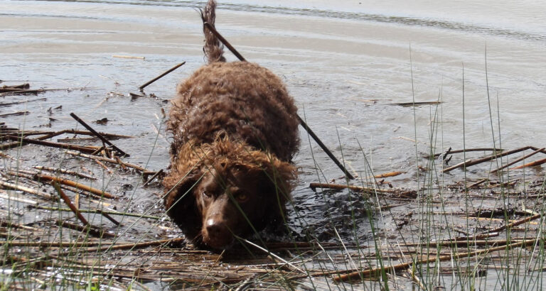 A Murray River Retriever