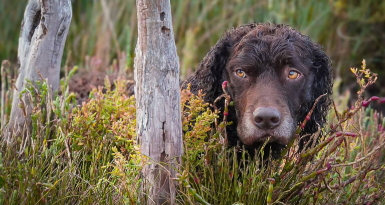 A Murray River Retriever