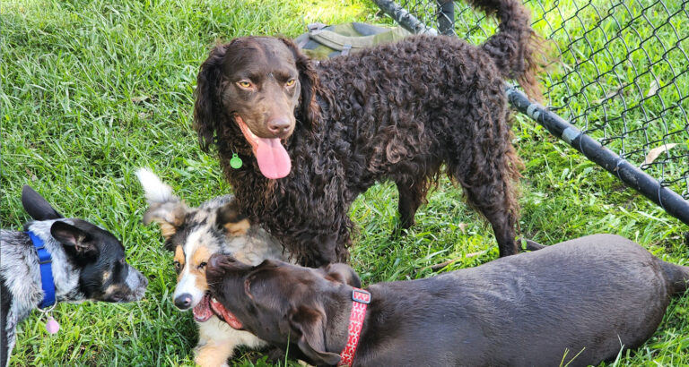 A Murray River Retriever