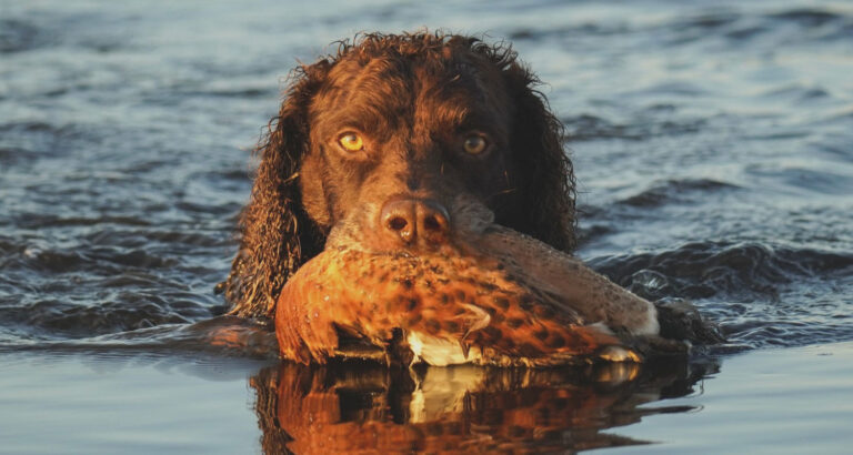 A Murray River Retriever
