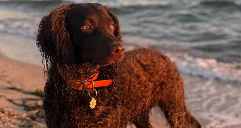 A Murray River Retriever