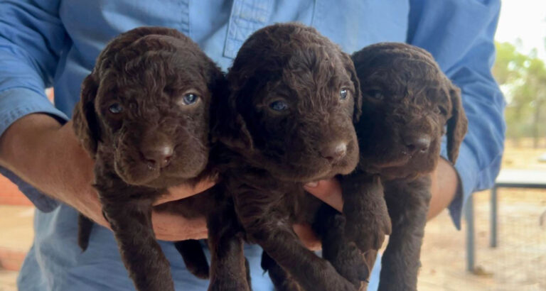 Three Murray River Retriever puppies held in a pair of hands