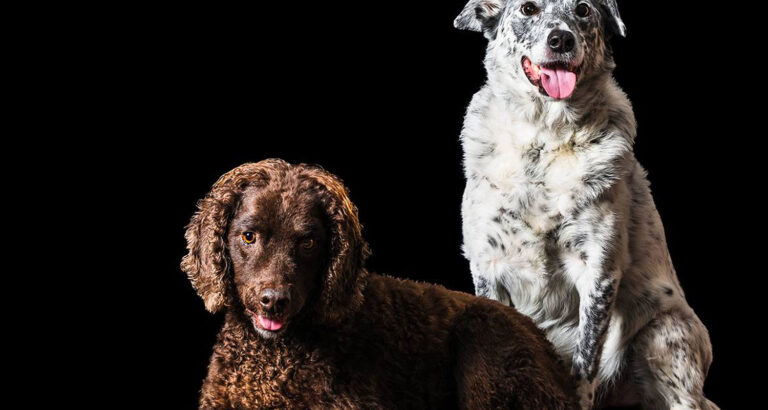 A Murray River Retriever