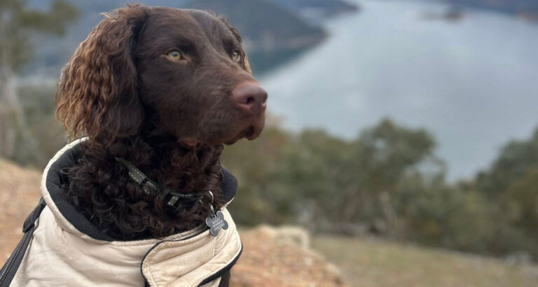 A Murray River Retriever