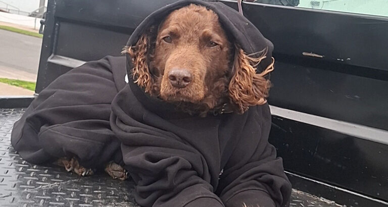 A Murray River Retriever