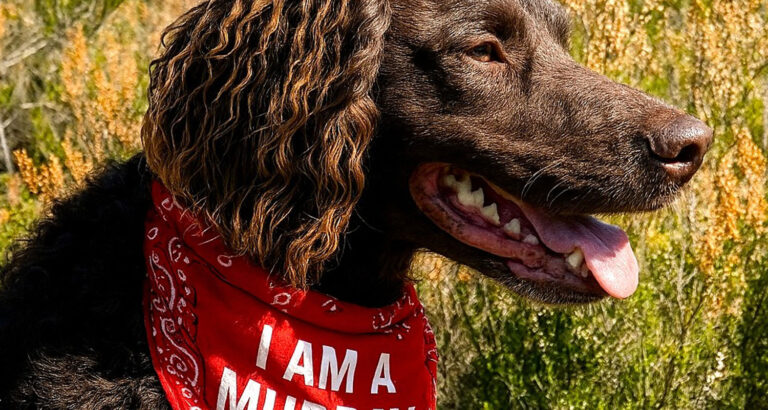 A Murray River Retriever
