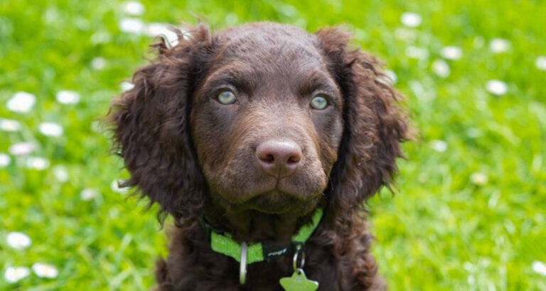A Murray River Retriever