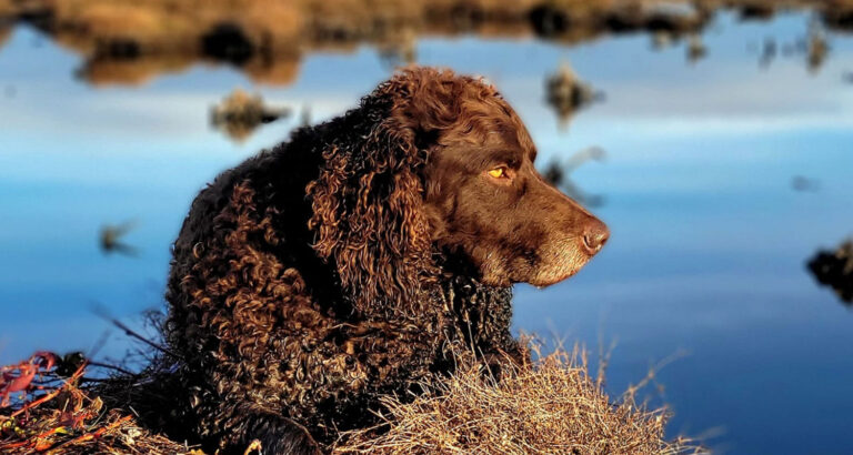 A Murray River Retriever