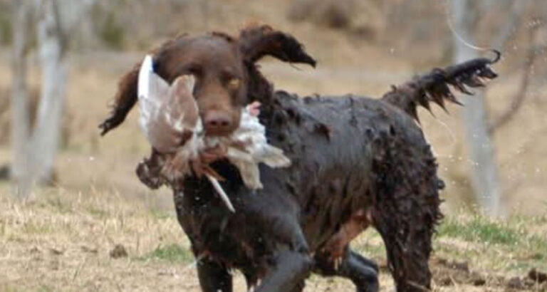 A Murray River Retriever
