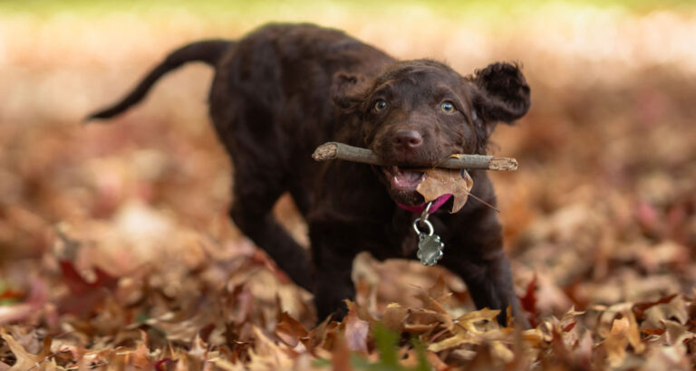 A Murray River Retriever