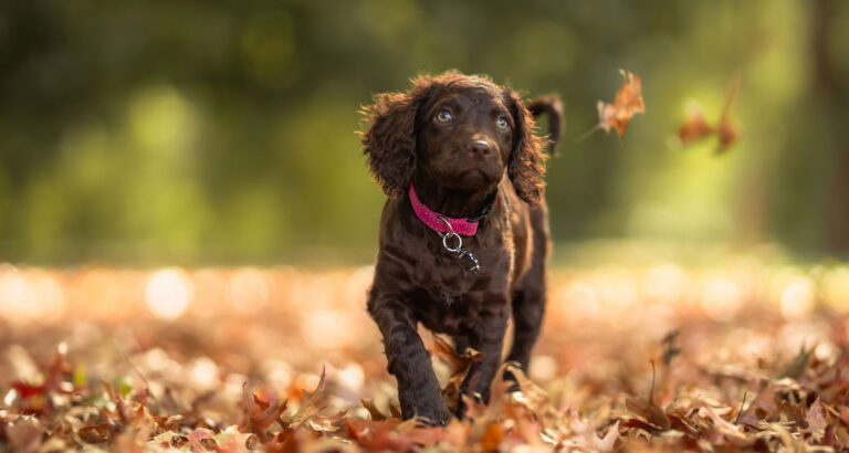 A Murray River Retriever