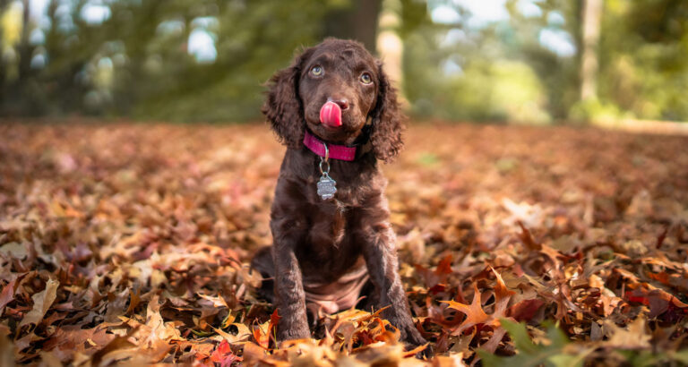 A Murray River Retriever
