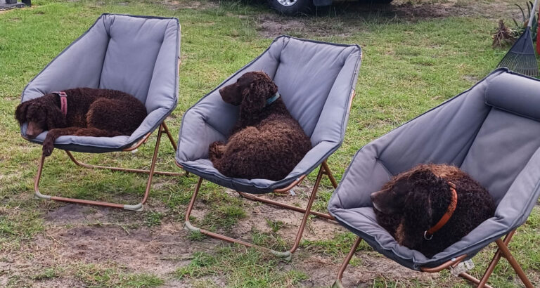 A Murray River Retriever