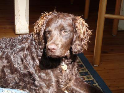 rehoming-murrays-2 Bess a Murray River Retreiver