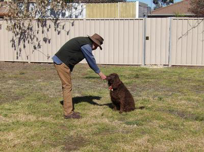 Leon Wright training his Murray in a backyard