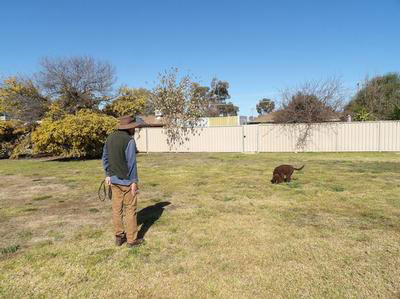 A Murray sitting in a backyard while its trainer stands away