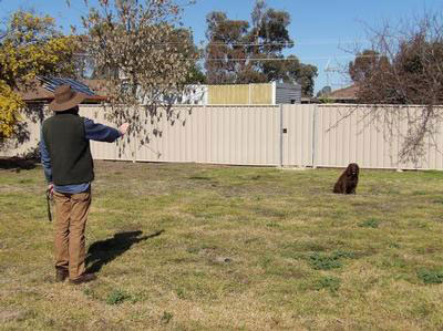 A Murray waiting in a backyard for the recall