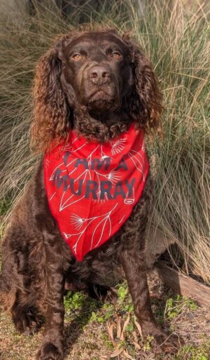 A Murray River Retriever wearing the red I AM A MURRAY bandana