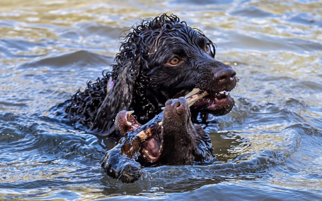 Here's a different take on fetch - these two Murray River Retrievers seem to be trying to retrieve each other from the Murray.