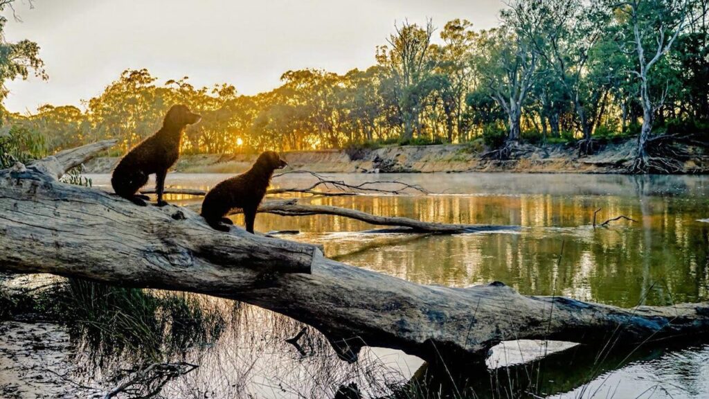 How’s the serenity? Two Murray River Retrievers soaking up the sunrise on the river at Moama.