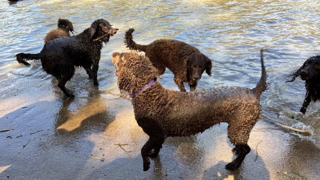 The gang’s all here as these Murray River Retrievers do what they do best - jump in the Murray and fetch sticks.